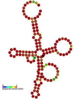 rna secondary structure