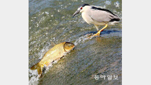 [박영대 기자의 우리 곁 친구들]<13>당혹… 넌 누구냐!