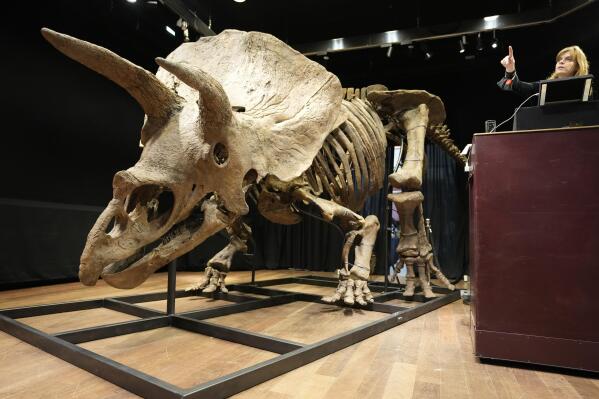 Auction officer Violette Stcherbatcheff gestures next to the world's biggest triceratops skeleton, known as "Big John," during its auction Thursday, Oct. 21, 2021 in Paris. The enormous skeleton, estimated to be over 66 million years old, was found in 2014 in South Dakota and was sold for 6.6 million euros ($7.7 million) Thursday Oct.21, 2021 at a Paris auction house. (AP Photo/Francois Mori)