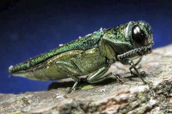 FILE- In this undated photo provided by the Minnesota Department of Natural Resources, an adult emerald ash borer is shown. The tree-killing emerald ash borer has now spread to every county in Wisconsin, state officials said Friday, July 26, 2024. (Minnesota Department of Natural Resources via AP, File)