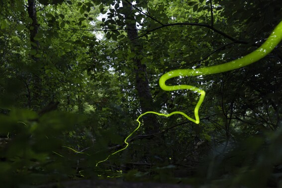 A long, slow-moving trail of light created by a Blue Ghost firefly is visible late Saturday, June 22, 2024, near Cincinnati. Fireflies produce a chemical reaction inside their bodies, allowing them to light up. This type of light production is called bioluminescence. (AP Photo/Carolyn Kaster)