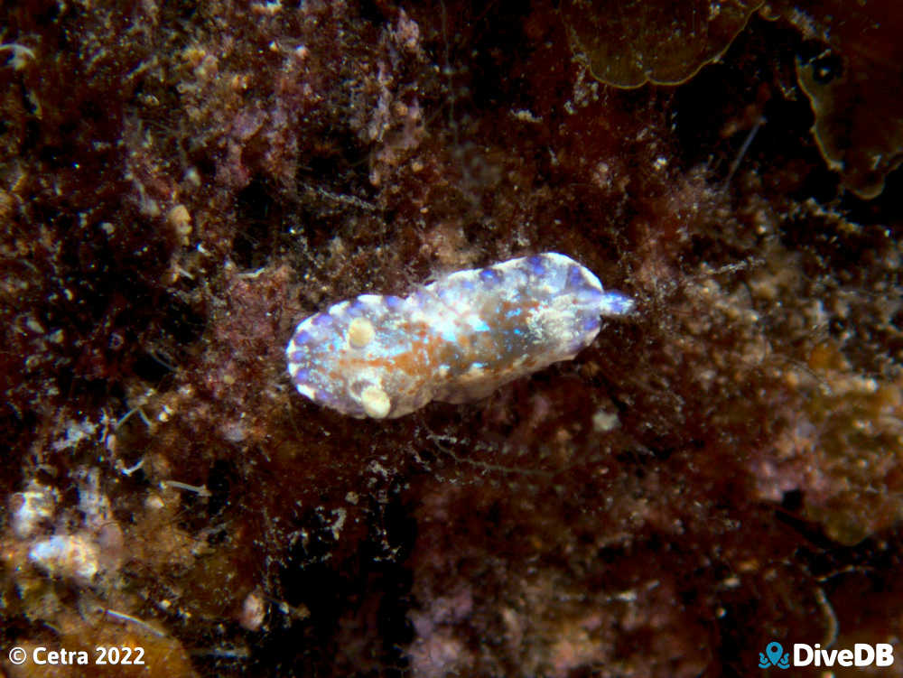 Photo of Chromodoris alternata at Port Victoria Jetty. 