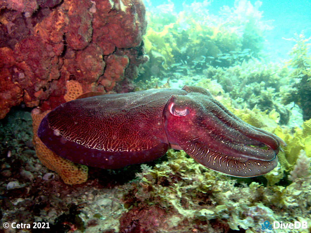 Cuttlefish