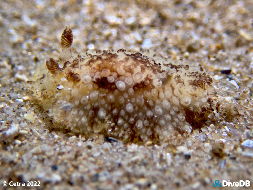 Carminodoris nodulosa