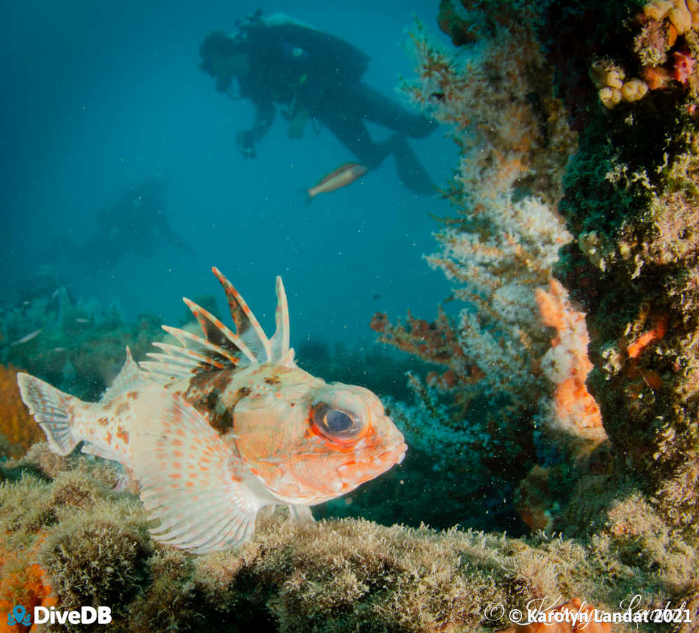 Gulf Gurnard Perch