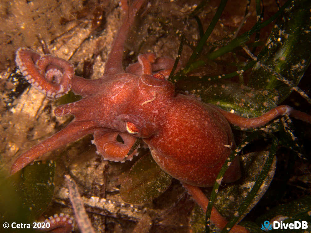 Photo of Sand Octopus at Edithburgh Jetty. 