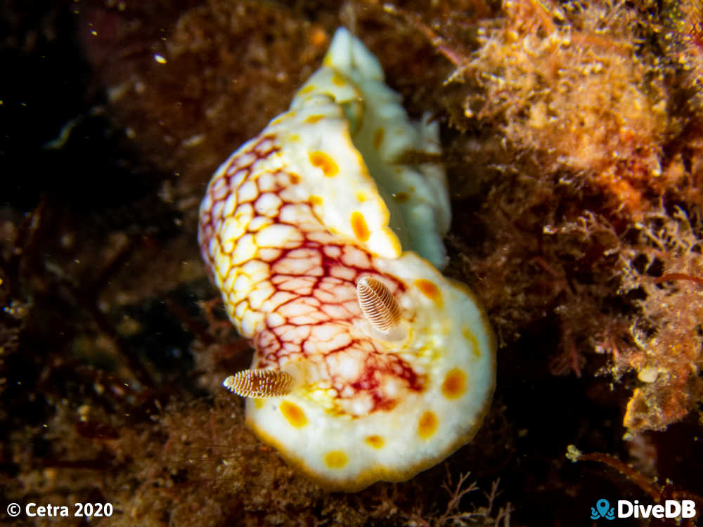 Photo of Brain Nudi at Glenelg Tyre Reef. 