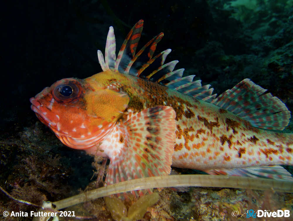 Gurnard Perch