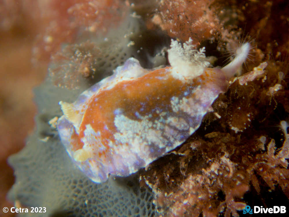 Photo of Chromodoris alternata at Port Noarlunga Jetty. 