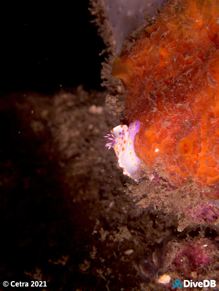 Photo of Clown Nudi at Seacliff Reef. 