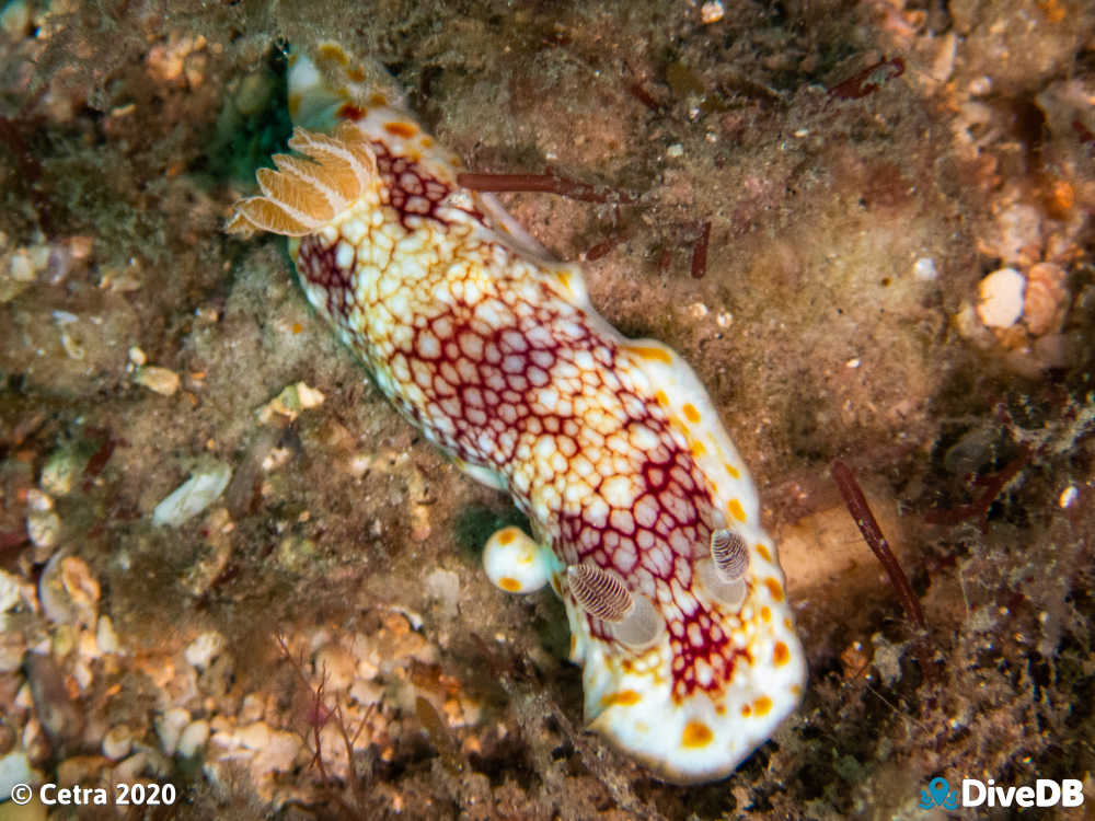 Photo of Brain Nudi at Glenelg Tyre Reef. 