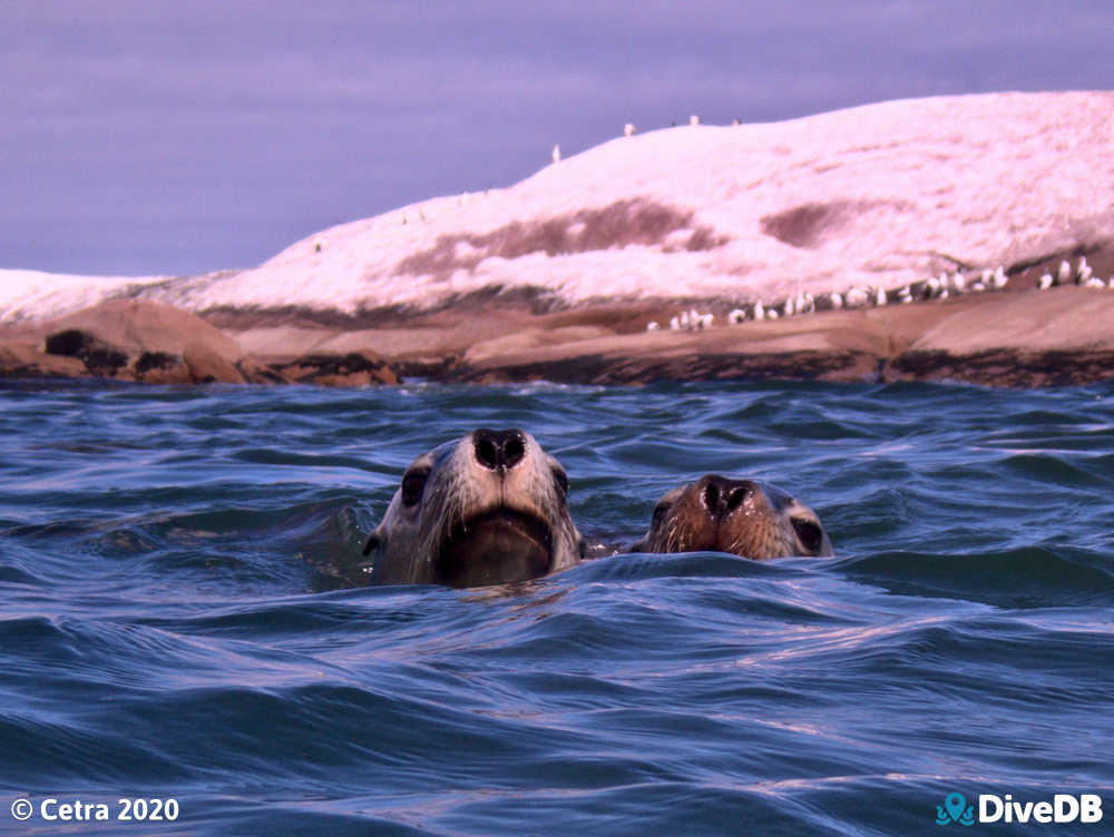 Sealion