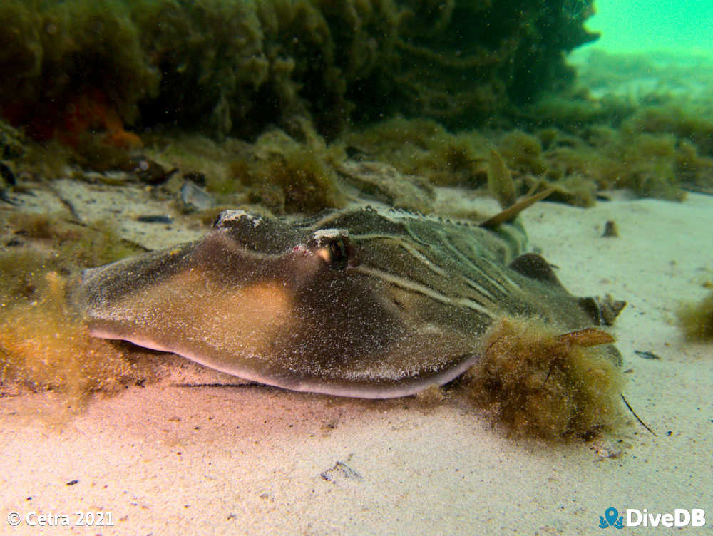 Fiddler Ray