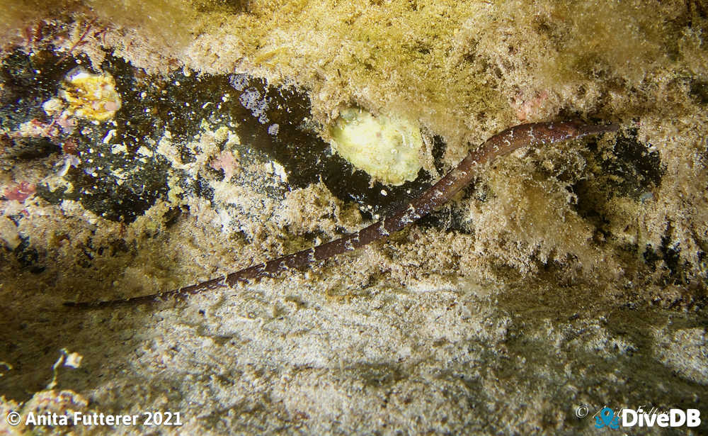 Port Phillip Pipefish