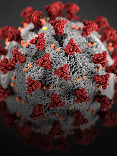 A microscopic view of the novel coronavirus that causes COVID-19.