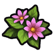 Coralily icon.png