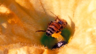 FESTA INTERNAZIONALE BEE-KAKE