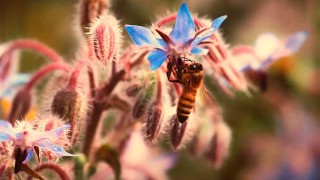 MATURO NATURALE VIENE ARATO DA WORKER BEE