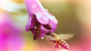 Il fiore maschile si fa pompare il pistillo da un voyeur sporco