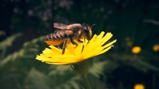 IL MASSAGGIO SVEDESE VA PIÙ IN PROFONDITÀ DEL PREVISTO