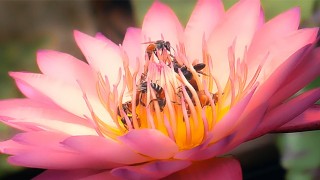 Venti dicked fiore ospita un'orgia massiccia