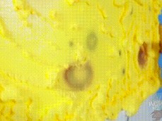 sponge gif