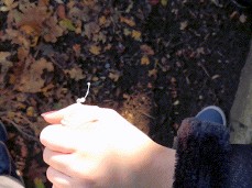 Cumming in autumn in public gif