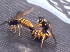 bee porn gif