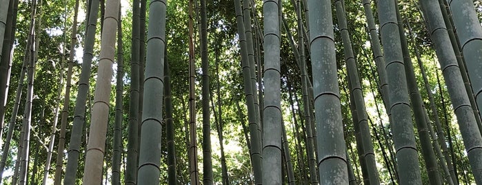 Arashiyama Bamboo Grove is one of Kyoto.