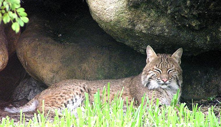 Bobcat Image