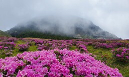 한라산 산굴뚝나비 서식지, 400m 넘게 더 높아져…기후변화 탓