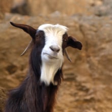 Oman has a Grand Canyon that's better than Arizona's. And it's guarded by goats.