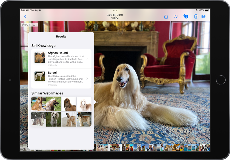 Afganų kurto nuotrauka viso ekrano rodinyje. Virš nuotraukos esantis iškylantysis meniu rodo „Visual Look Up“ paieškos rezultatus. Šuns veislės „Siri Knowledge“ informacija ir „Similar Web Images“.