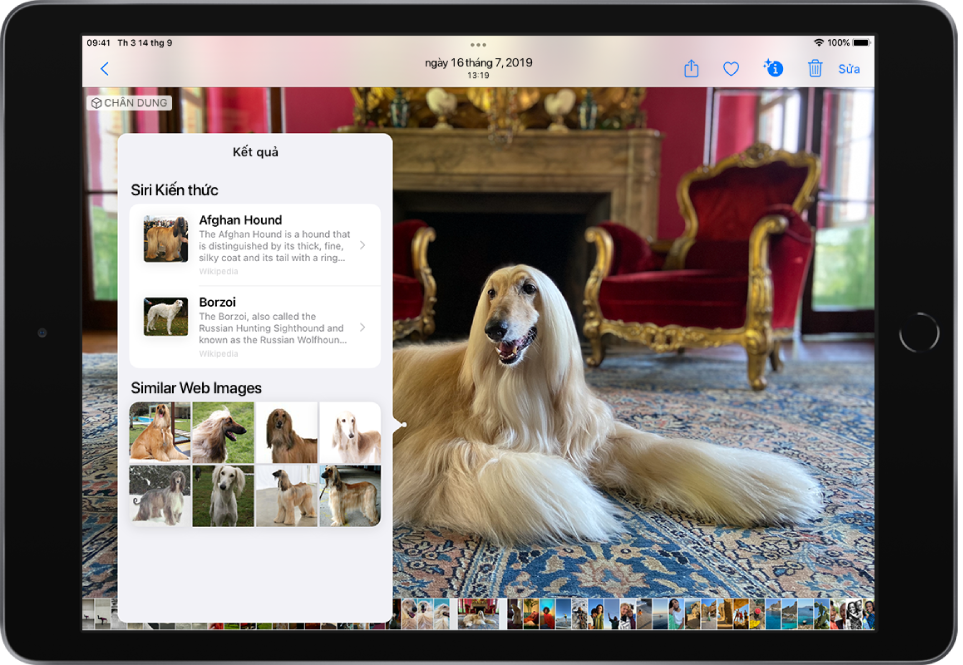 Một ảnh về chú Chó săn Afghan được mở ở chế độ xem toàn màn hình. Một menu bật lên ở trên cùng của ảnh hiển thị các kết quả Tra cứu hình ảnh: Tri thức của Siri cho giống chó và Hình ảnh tương tự trên web.