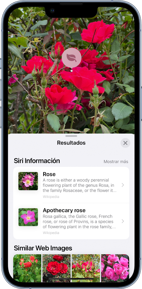 Una foto abierta en la parte superior de la pantalla. En la foto se muestra una rosa, y sobre este está el ícono de consulta visual. La mitad inferior de la pantalla muestra información proveniente de Siri sobre las rosas e imágenes similares de la web.