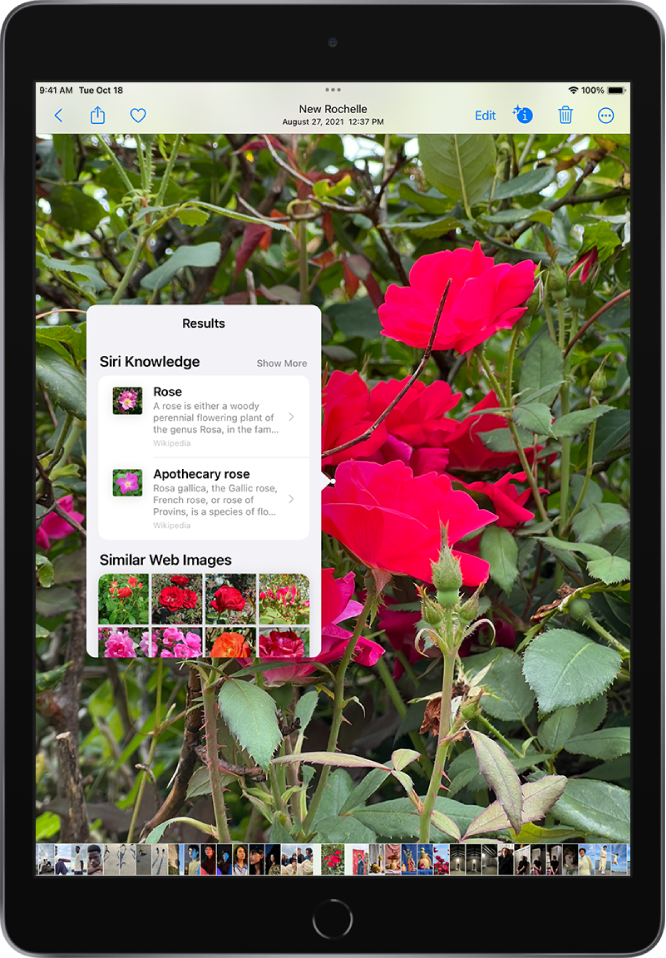 A photo of an Afghan Hound is open in full-screen view. A pop-up menu on top of the photo shows the Visual Look Up results: Siri Knowledge for the dog breed and Similar Web Images.