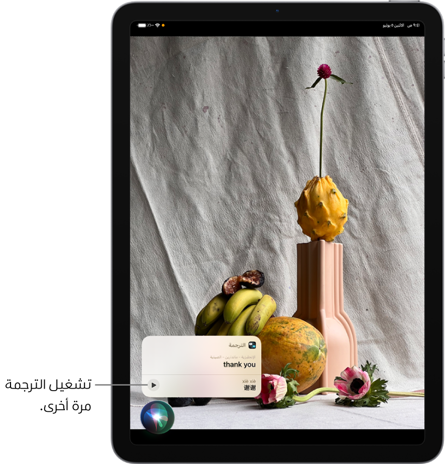 يعرض Siri ترجمة العبارة العربية "شكرًا لك" بالإنجليزية. يوجد زر على يسار الترجمة يعيد تشغيل صوت الترجمة.