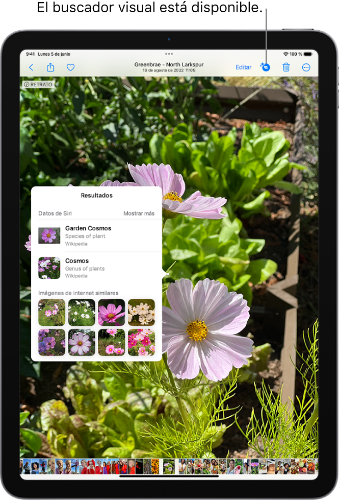 Hay una foto abierta en la fototeca de la app Fotos. En la parte superior de la pantalla, el botón Información muestra un icono que indica que hay información del buscador visual disponible. Se selecciona el botón y los resultados del “Buscador visual” se muestran en la pantalla.