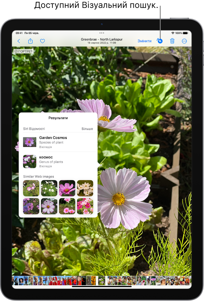 Знімок відкрито у програмі «Фотографії». Угорі екрана — кнопка «Інформація» із іконкою, яка вказує на наявність відомостей Візуального пошуку. Кнопку вибрано, і результати Візуального пошуку відображаються на екрані.