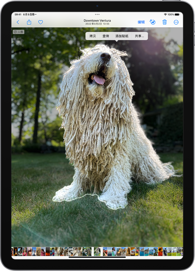 “照片” App 的图库中打开了一张照片。照片中央的主体被勾勒出轮廓，“拷贝”、“查询”、“添加贴纸”和“共享”按钮显示在其上方。