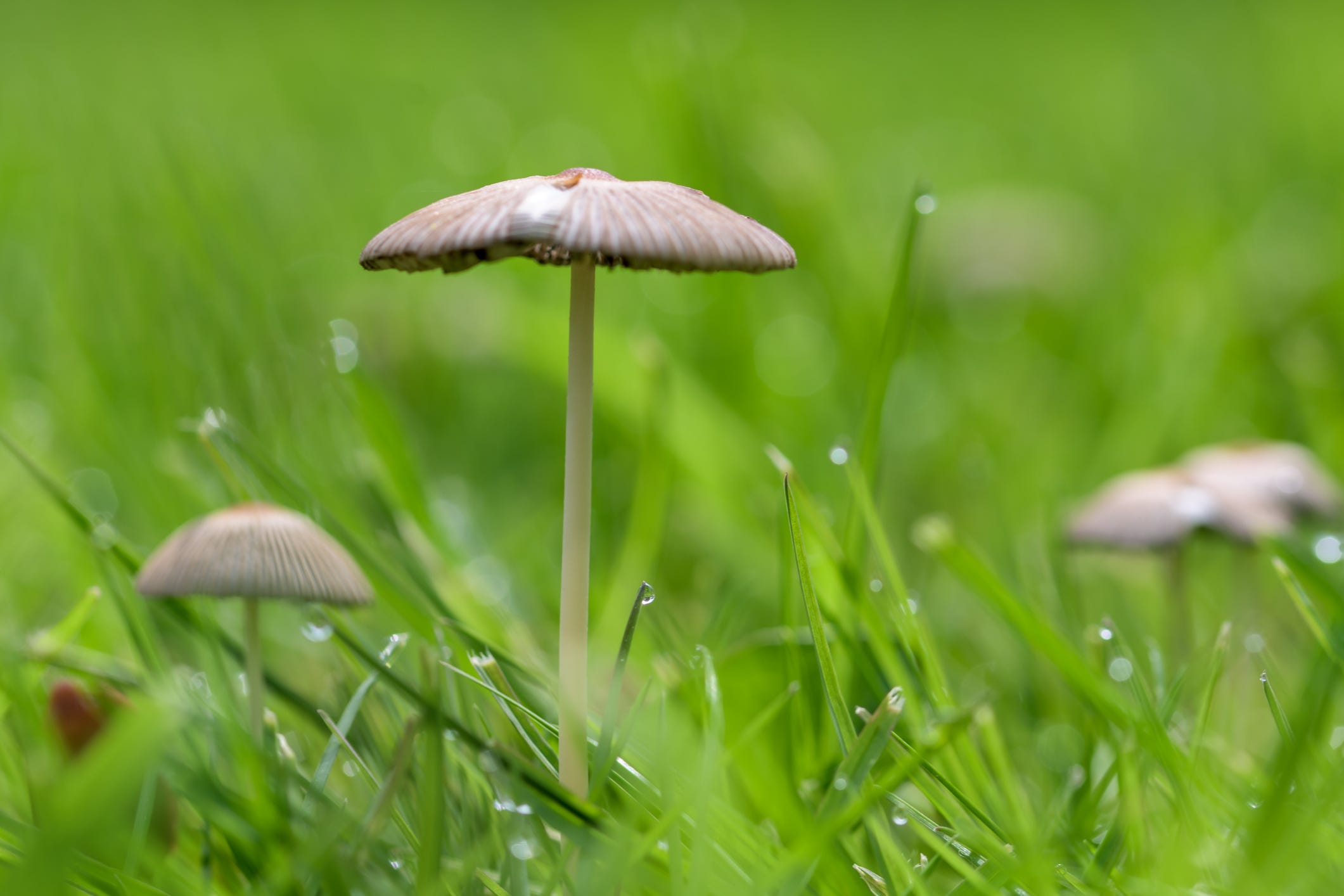 fairy ring mushrooms, marasmius oreades, rising above a garden lawn with droplets of dew