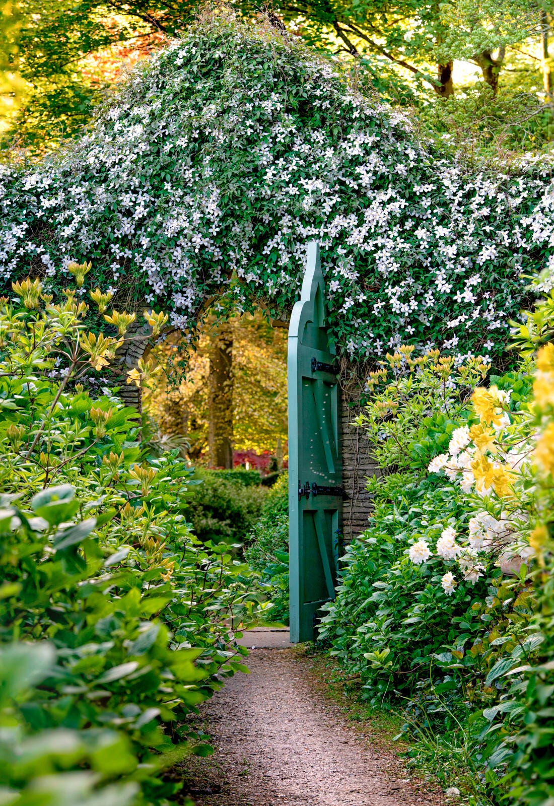 the azalea walk at highgrove gardens