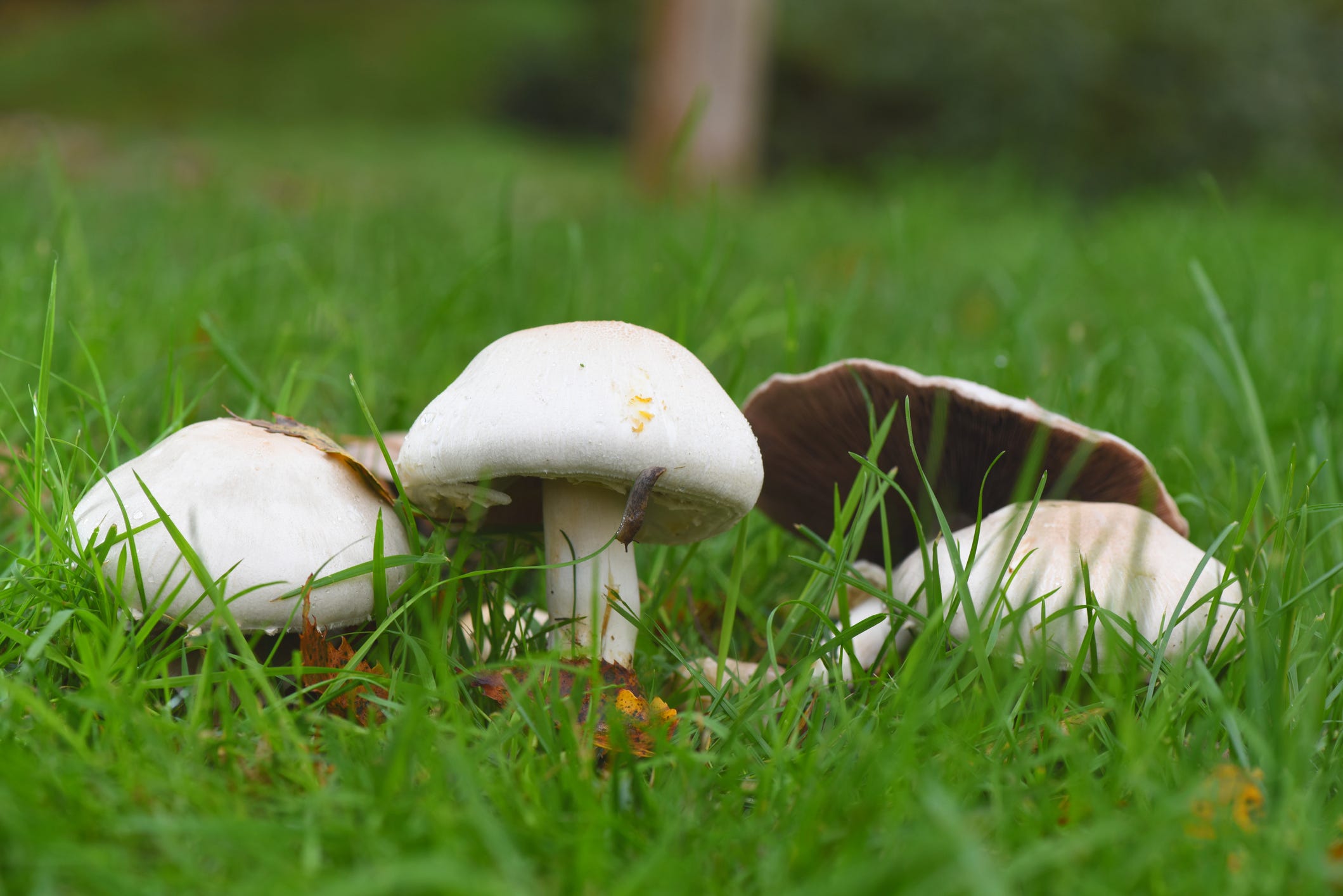 selective focus on yellow staining mushrooms agaricus xanthodermus in grass, saint sauves dauvergne, auvergne, france