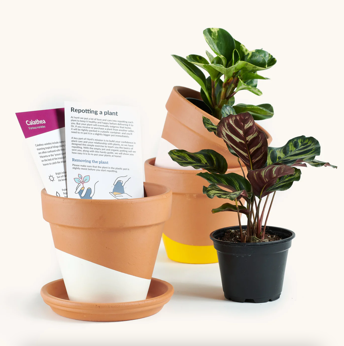 Quarterly Plant Subscription