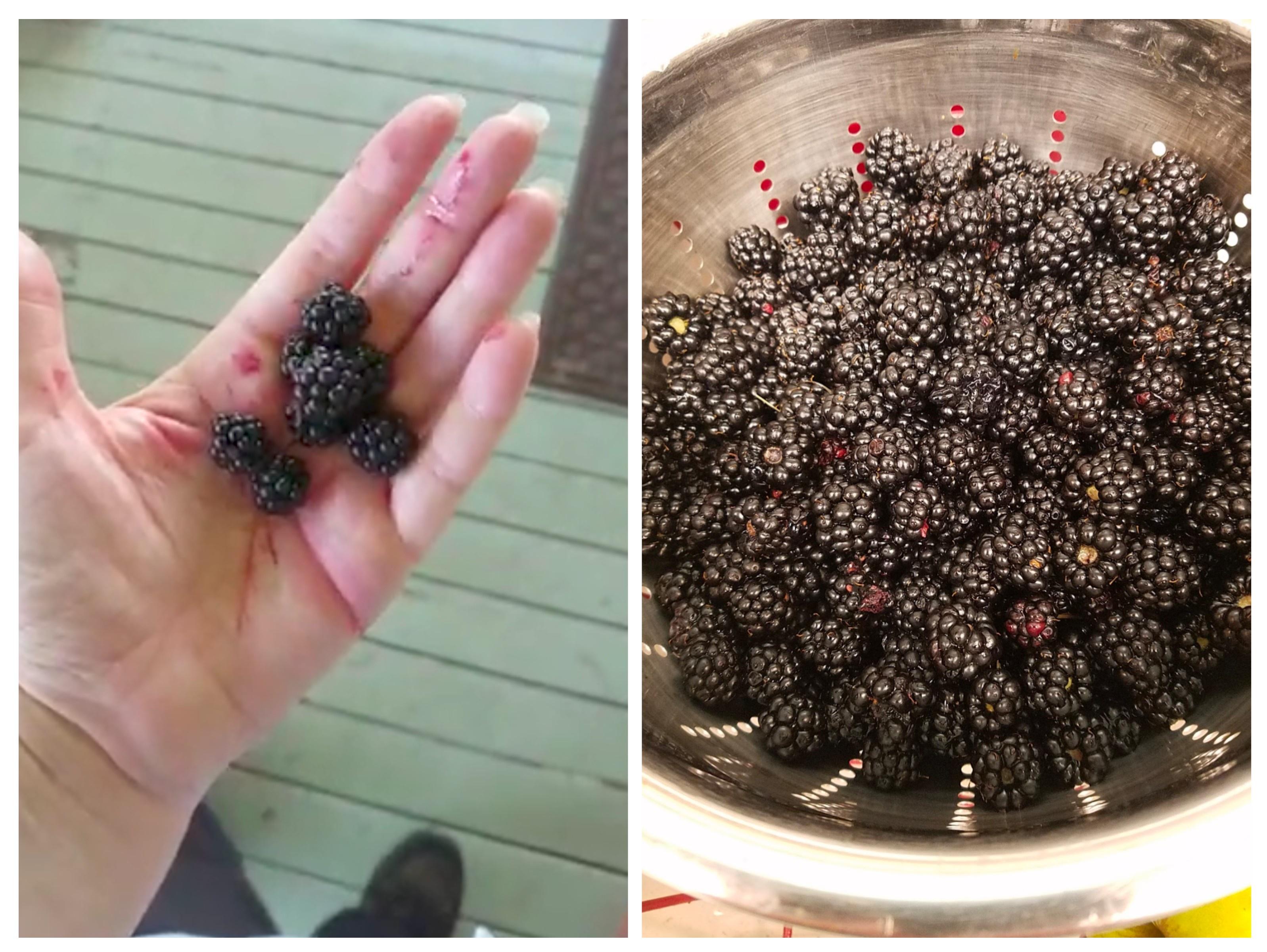 my last blackberry haul