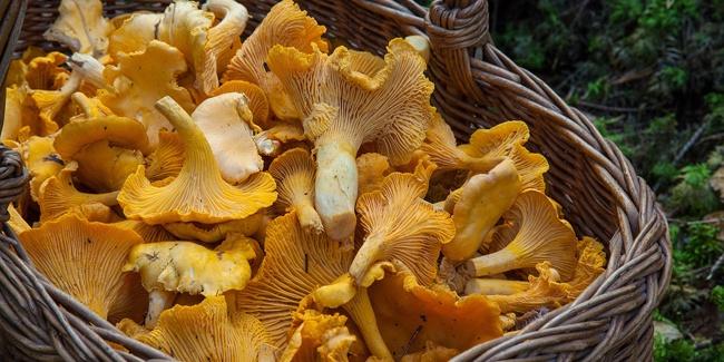 golden chanterelle