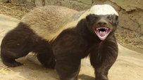 Honey Badger