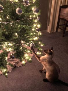 This may contain: a siamese cat reaching up to the top of a christmas tree with lights on it