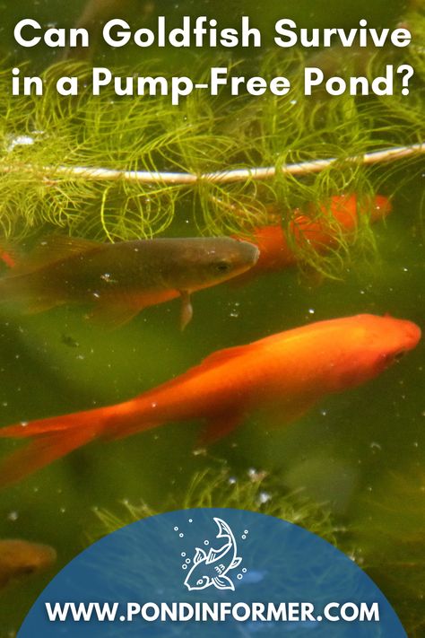 Stock Tank Goldfish Pond, Goldfish Care Tips, Mini Goldfish Pond, Diy Goldfish Pond, Stock Tank Fish Pond, Feeder Goldfish, Goldfish Pond Ideas, Outdoor Goldfish Pond, Small Goldfish Pond