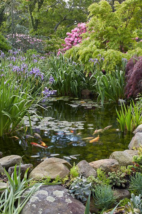 Water Garden Plants, Garden Pond Design, Outdoor Water Features, Pond Landscaping, Natural Pond, Pond Design, Have Inspiration, A Pond, Fish Pond